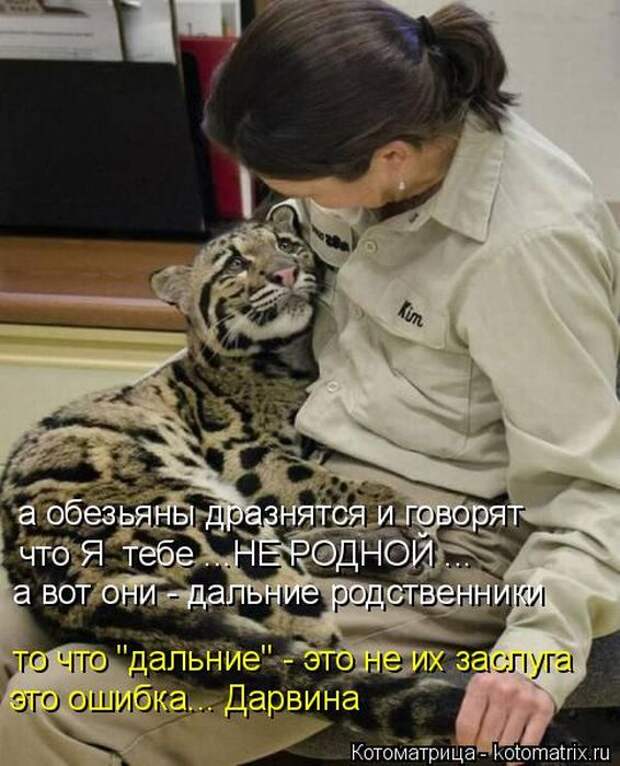 Лучшие котоматрицы недели (50 фото)