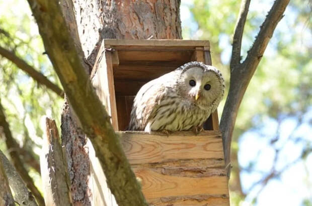 Полицейские в Приангарье спасли раненую сову и передали её в Дом природы