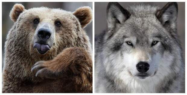 Медведь - тотемное животное русских, волк - символ турок