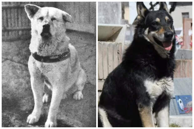 Хатико и&nbsp;еще 5 собак, которые хранили верность хозяину после его смерти