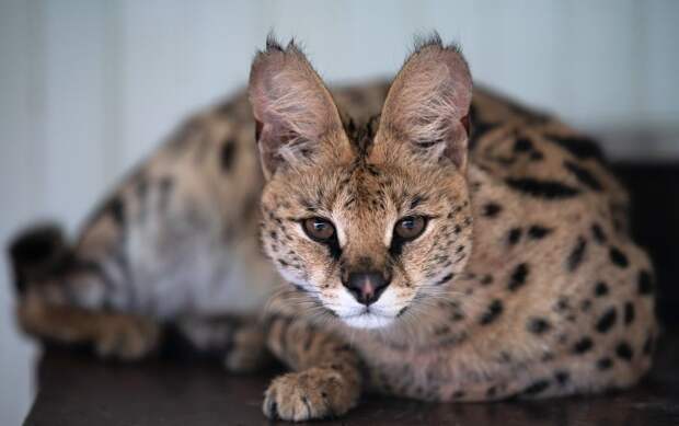 В Сочи женщина пыталась увезти перекрашенного сервала в Мексику для продажи