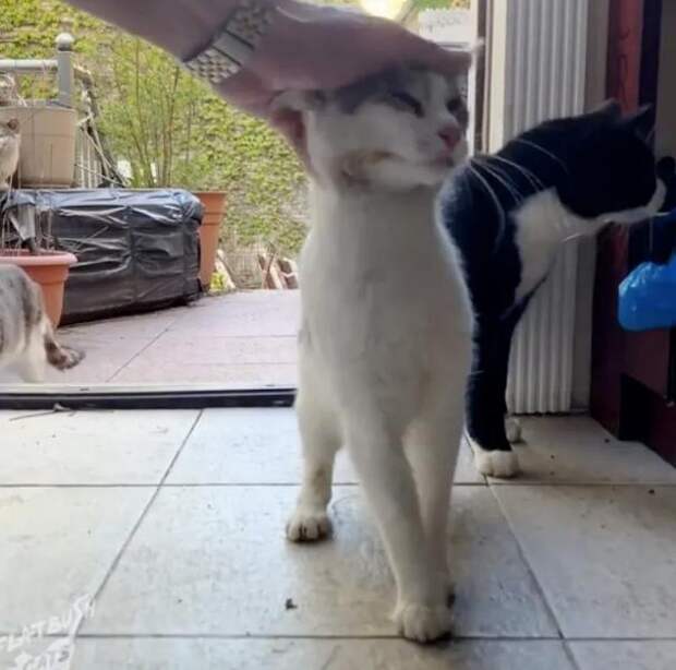 кошку гладят