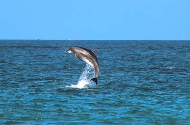 В Сочи построят стационар для лечения дельфинов