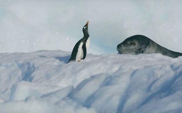 Драматичная погоня морского леопарда за пингвином