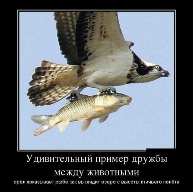 Демотиваторы (30 фото)