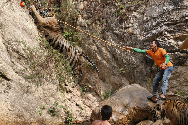 Показушные игры с тиграми в Тигрином монастыре
