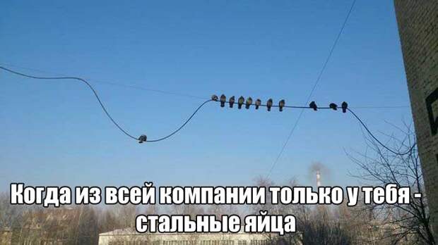 Прикольные картинки (50 фото)