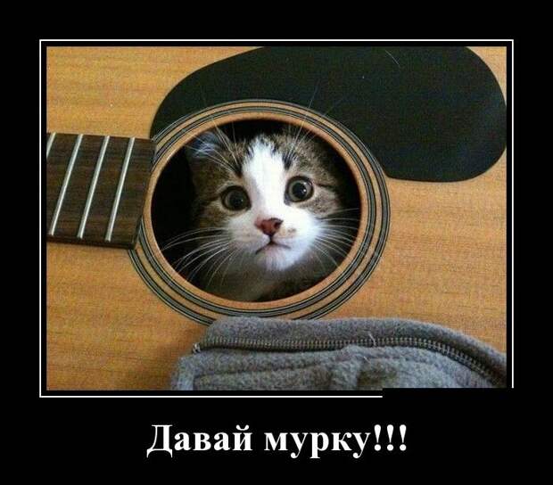 Демотиваторы