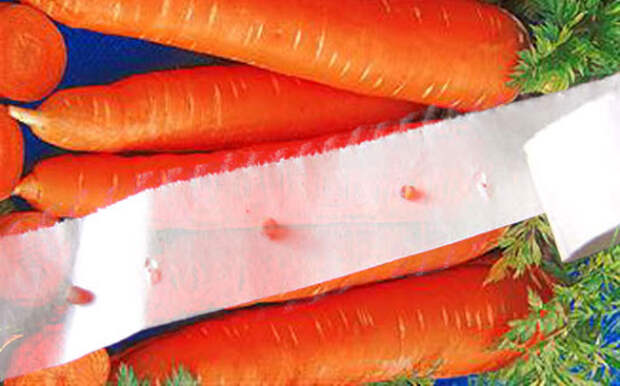 Картинки по запросу "как высевать морковь с помощью туалетной бумаги"