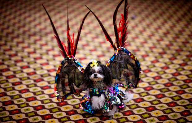New York Pet Fashion Show