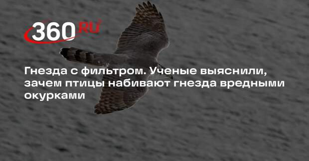 Птицы начали использовать окурки для защиты гнезд от паразитов