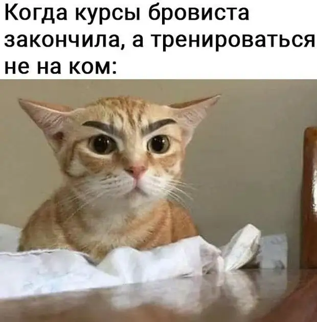 Каждый кот. Проблемы каждого котика. Обязанности по дому каждого кота. Как завидую коту который не умеют читать новости. Как же ч завидую коту который не умеет читать новости.