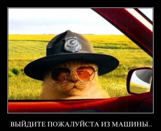 Подборка веселых демотиваторов про животных (12 фото) Подборка веселых демотиваторов про животных (12 фото)