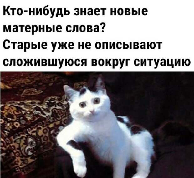 Приколы в картинках свежие (24)