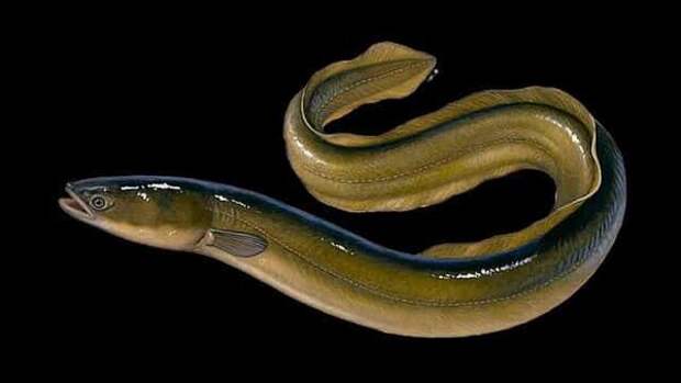 Загадочная рыба змея Беларусии - угорь: где обитает и на что ловят