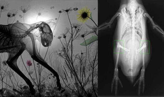 17 жутковатых рентгеновских снимков животных животные, рентгеновские снимки