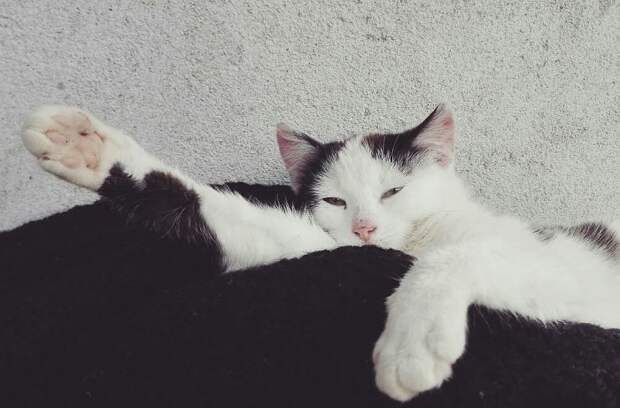 Котопост - это всегда радость животные, коты, кошки, неожиданно, привычки, странности, фото, юмор
