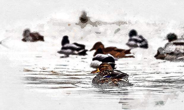 В Орле около Детского парка плавают мёртвые утки
