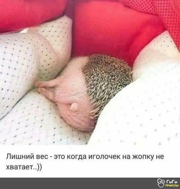 Хорошо мужики устроились: деревья растут сами, сыновей рожают жены, дома строят вообще таджики Любят, домой, магазин, отрицательные, этакого, носилото, любят , взрослая, самостоятельная, женщина, купить, картофель, Копай, отвлекайся–, Назовите, положительные, положить, качества–, Чубайс, потом