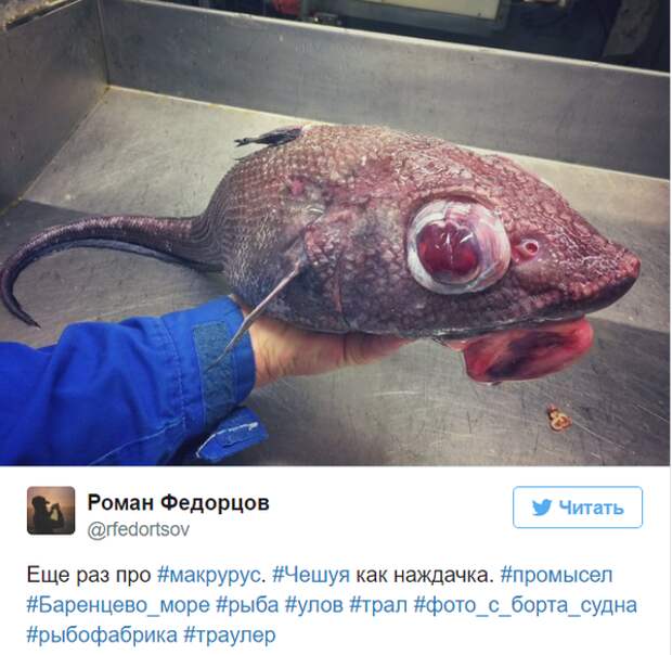 Мурманский моряк выкладывает фото самых странных рыб, пойманных его траулером twitter, Социальные сети, вода, рыба, рыбак
