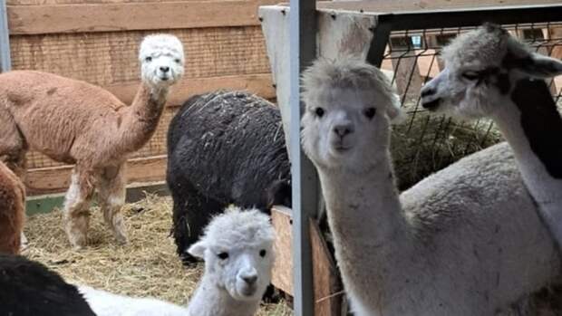 В барнаульский парк привезут новых чилийских альпак