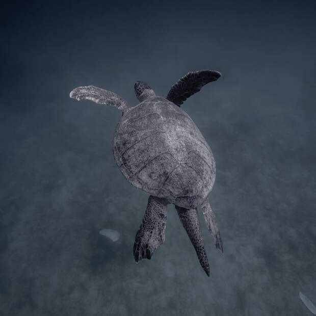 Удивительные подводные фотографии от Скотта Уилсона