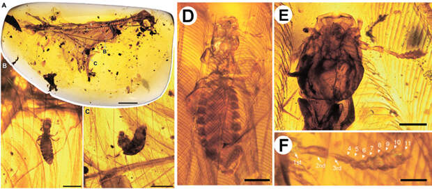 Рис. 3. Пухоеды Archimenopon из бирманского янтаря