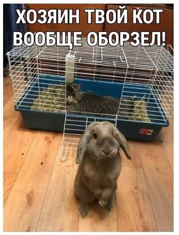 Хозяин твой кот