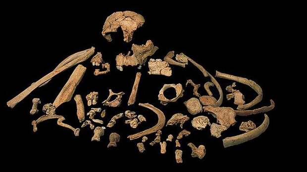 Ископаемые останки человека-предшественника. Изображение взято с сайта: https://www.elconfidencial.com/tecnologia/ciencia/2022-08-20/africa-paleontologos-espanoles-trayectoria_3477521/