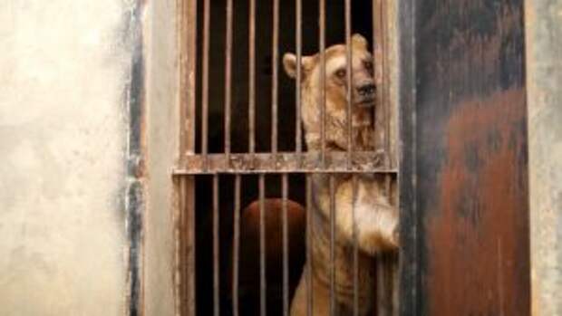 bears-saved-armenian-factory1