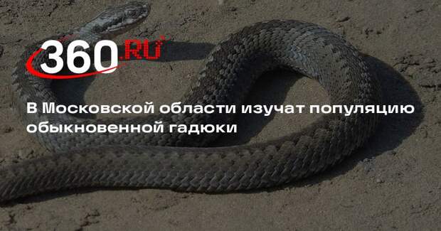 В Московской области изучат популяцию обыкновенной гадюки