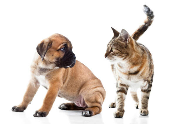 Картинки по запросу кошки и собаки