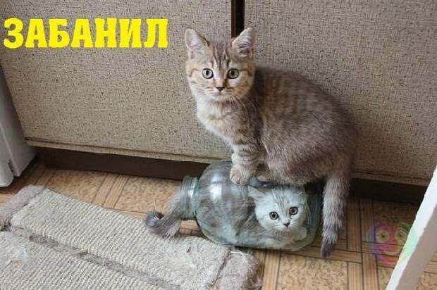 изображение: Забанил кота #Котоматрицы