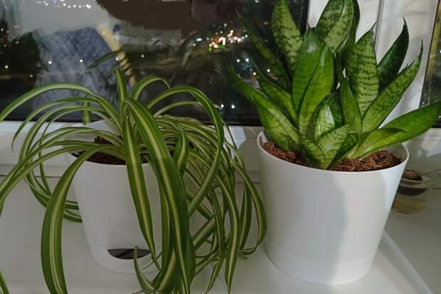 Эколог Никишина рассказала, какие растения покупать для дома, где есть дети