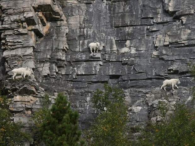 Известно 8 видов горных коз, они проживают в горах Евразии и Северной Африки, Северной Америки. Все они очень сильные и ловкие звери горные козлы, животные, удивительное, чудо. скалы