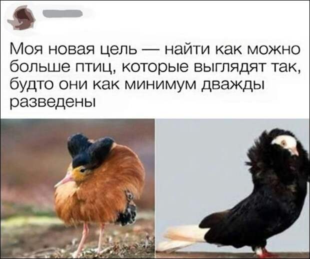 Забавные комментарии из социальных сетей