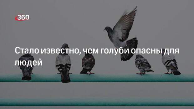 Врач напомнил, что голуби — переносчики различных зараз, а также — транзит для клещей
