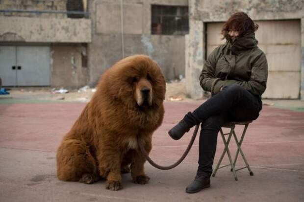 Тибесткие мастифы — лохматые КамАЗы в мире собак