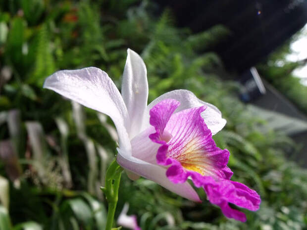Виды орхидей - Каттлея