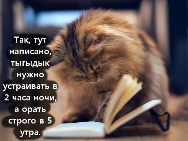 изображение: Так, тут написано, тыгыдык нужно устраивать в 2 часа ночи, а орать строго в 5 утра. #Котоматрицы