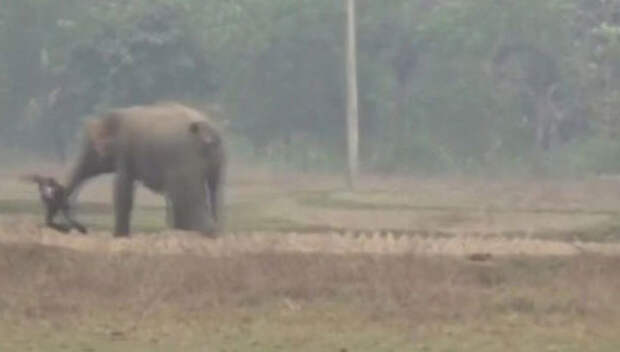 Туристы захотели сделать селфи со слоном, но чуть не оказались растоптанными