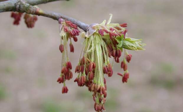 «Листья кленовые падают с ясеня»: Законодатели ополчились против «зеленого друга» — сорняк, говорят