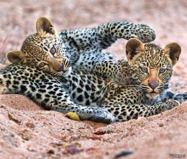 a30546563aea7a30ffe3ac9f3b44a0f5 (700x595, 373Kb)