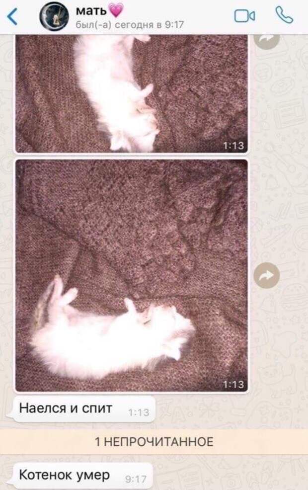 Наелся и спит Котенок умер