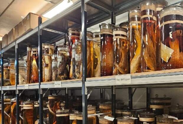 Лазерный прорыв: ученые заглянули внутрь банок Дарвина, не открывая их