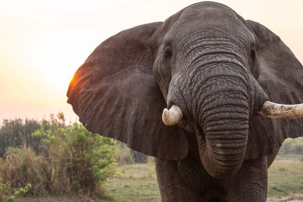 Правда или миф: у&nbsp;слонов великолепная память