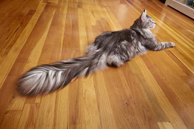 У этого кота самый длинный хвост в мире