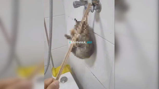 Издевательства над котенком / Фото: Barnaul 22