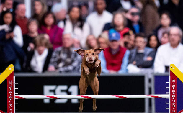 На выставке собак Westminster Kennel Club 2020