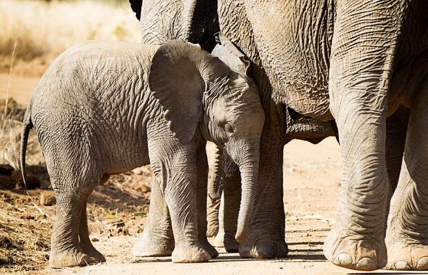 Слон, Африка, Большие, Живая Природа, Safari, Ствол